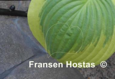 Hosta Merry Sunshine