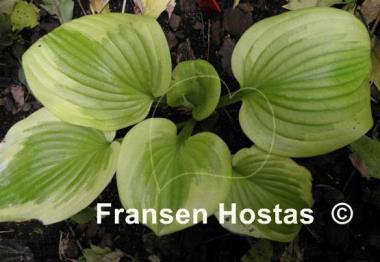 Hosta Merry Sunshine