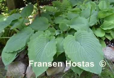 Hosta Mesa Fringe