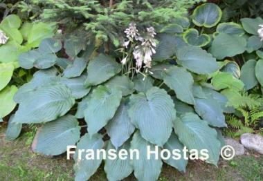 Hosta Mesa Fringe