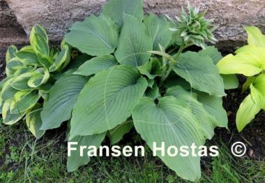 Hosta Mesa Fringe