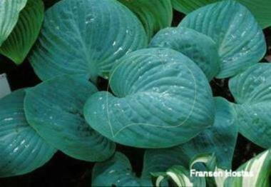 Hosta Metallic Sheen