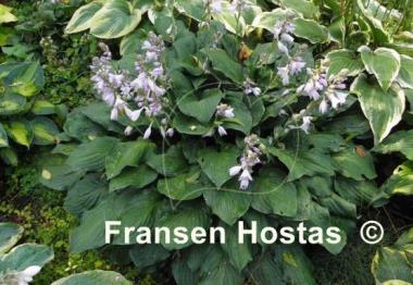 Hosta Metallica