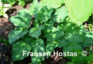 Hosta Metallica