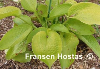 Hosta Midas Touch