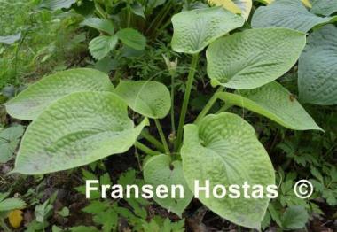 Hosta Midas Touch