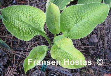 Hosta Midas Touch