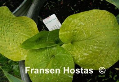 Hosta Midas Touch