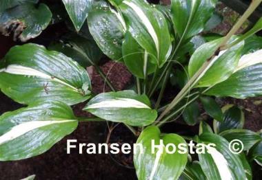 Hosta Middle Ridge
