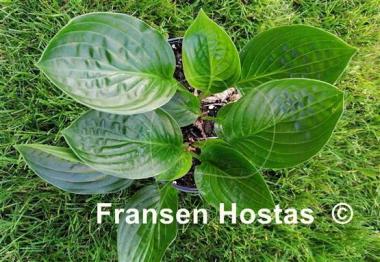 Hosta Midnight Oil