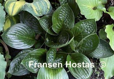 Hosta Midnight Oil