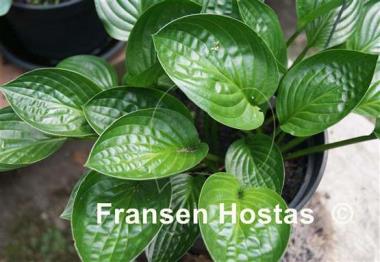 Hosta Midnight Oil