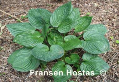 Hosta Midnight Ride