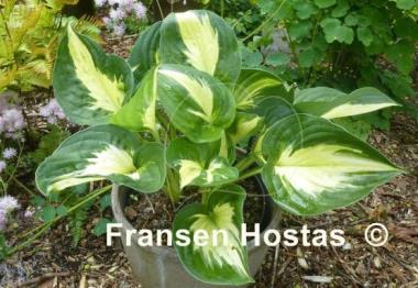 Hosta Midnight at the Oasis