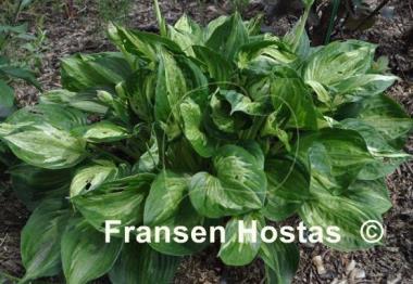 Hosta Midnight at the Oasis