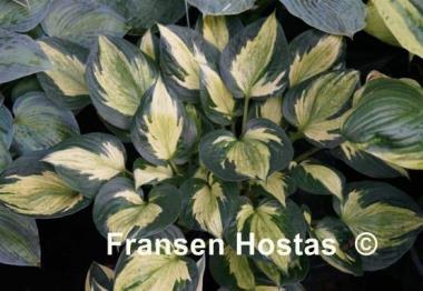 Hosta Midnight at the Oasis