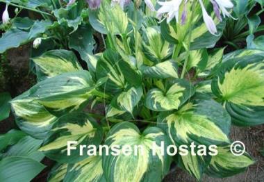 Hosta Midnight at the Oasis