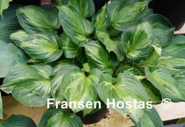 Hosta Midnight at the Oasis