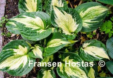 Hosta Midnight at the Oasis