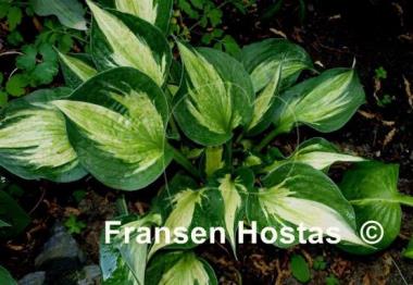 Hosta Midnight at the Oasis