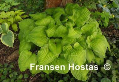 Hosta Midwest Magic