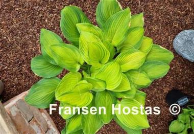 Hosta Midwest Magic