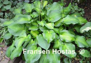 Hosta Midwest Magic