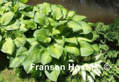 Hosta Midwest Magic