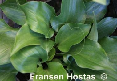 Hosta Mighty Mite