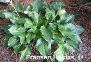 Hosta Mighty Mite