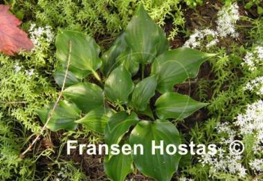 Hosta Mighty Mite