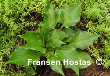 Hosta Mighty Mite