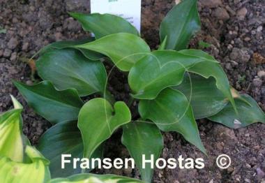 Hosta Mighty Mite