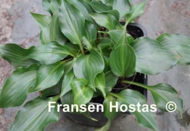 Hosta Mighty Mite