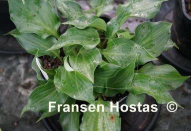 Hosta Mighty Mite