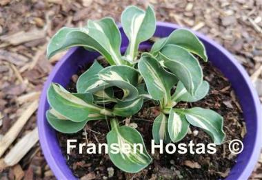 Hosta Mighty Moe