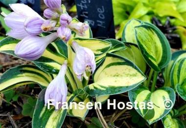 Hosta Mighty Moe