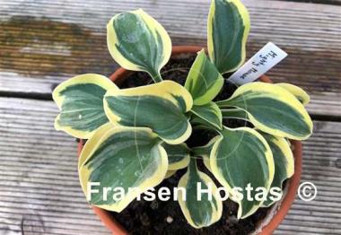 Hosta Mighty Mouse