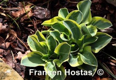 Hosta Mighty Mouse