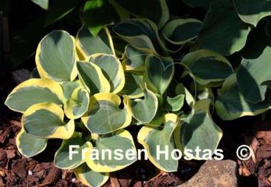 Hosta Mighty Mouse
