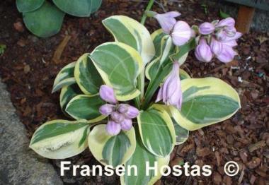 Hosta Mighty Mouse