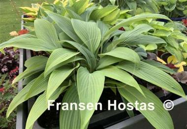 Hosta Mikawa-no-Yuki