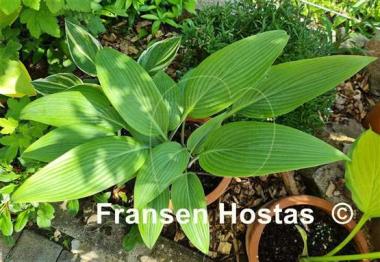 Hosta Mikawa-no-Yuki