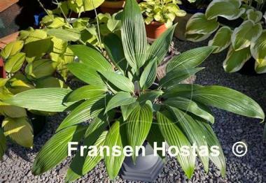 Hosta Mikawa-no-Yuki