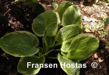 Hosta Mike Shadrack