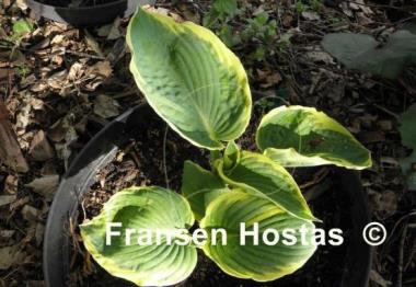Hosta Mike Shadrack