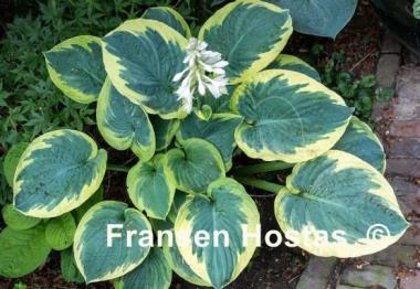 Hosta Mike Shadrack
