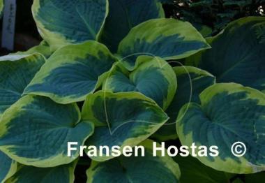 Hosta Mike Shadrack