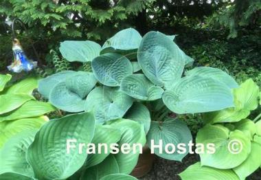 Hosta Mike  