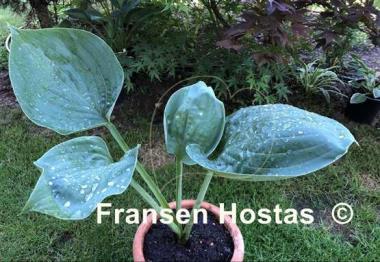 Hosta Mike  